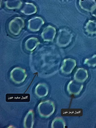 میکروسکوپ مدیک مدل M826