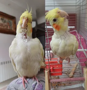 تجریه خرید غذای مخصوص عروس هلندی کد 03 وزن 1 کیلوگرم