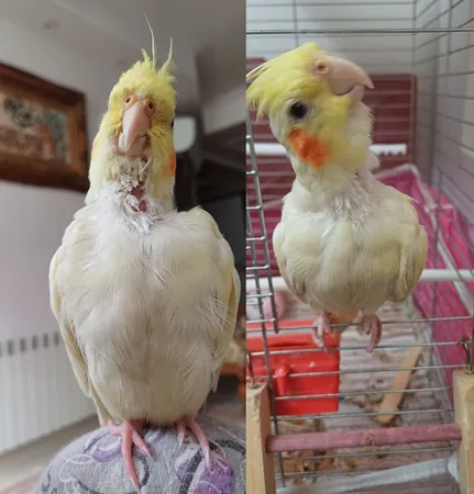 غذای مخصوص عروس هلندی کد 03 وزن 1 کیلوگرم