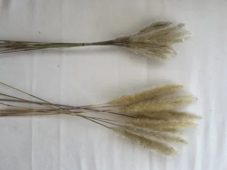 گل خشک مدل دم روباهی 10_4