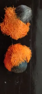 تجریه خرید بذر گل پرنده بهشتی فصل سبز کد FSSEED-32