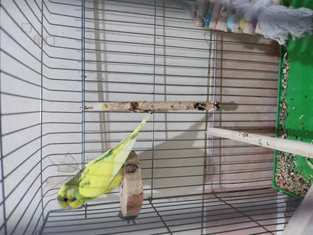 تشویقی طوطی هپی برد مدل استیک پرستیژ وزن 60 گرم