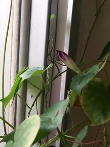 تجریه خرید بذر گل نیلوفر رونده الوان گلبرگ پامچال کد GPF-093