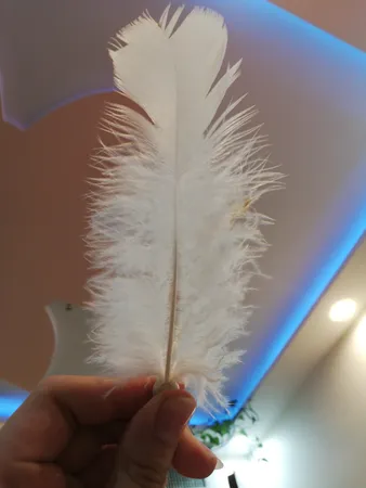 پر دریم کچر مدل w_1 بسته 20 عددی