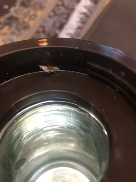 فلاسک رضا مدل LP683 ظرفیت 1 لیتر