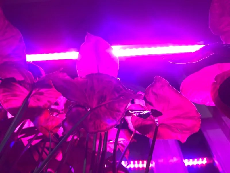 وال واشر رشد گیاه 36 وات مدل W