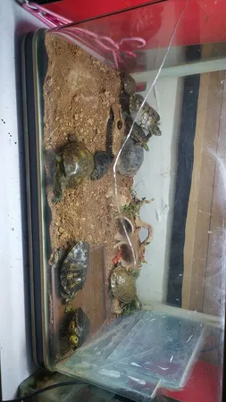 جمجمه تزیینی آکواریوم کد MS