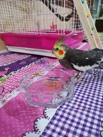 پلت طوطی سانان بلو مدل 008 وزن 500 گرم