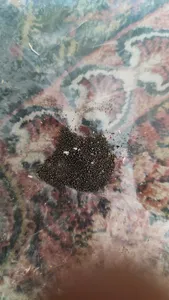 تجریه خرید کمپرسور باد ادون مدل ED550-25L