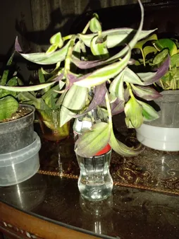 گیاه طبیعی برگ بیدی کد qq18