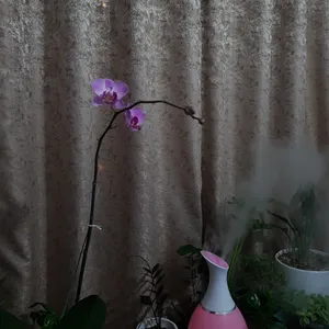 تجریه خرید دستگاه بخور سرد مدل Ultrasonic