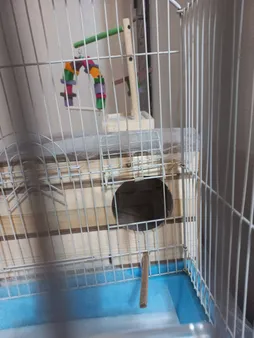 لانه پرنده مدل عروس هلندی درب کشویی طرح چوبی