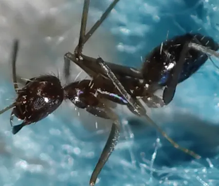 گوشی موبایل شیائومی مدل 12 2201123G دو سیم کارت ظرفیت 256 گیگابایت و رم 12 گیگابایت