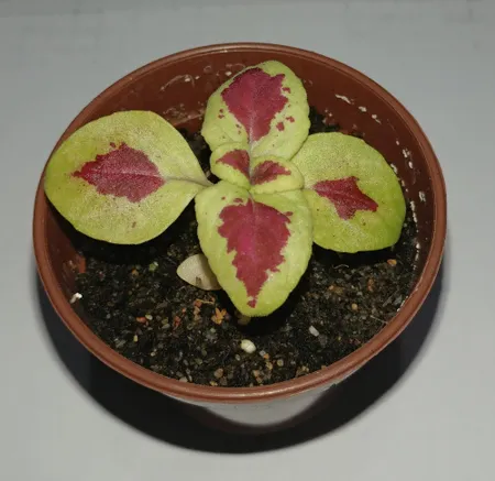 بذر گل حسن یوسف اسکارلت سانیا سید مدل Scarlet