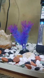 گیاه تزیینی آکواریوم کد 13