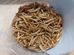 تجریه خرید غذای تشویقی همستر ولکانو میلورم کد MWH60 وزن 60 گرم