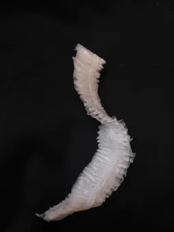 کلاه رنگ مو کد 001 بسته 12 عددی