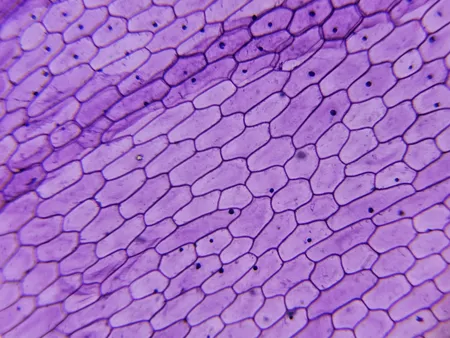 میکروسکوپ کامار مدل XS-1280X NEW