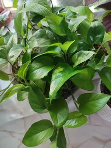 تجریه خرید قرص کود کامل مخصوص گیاهان همیشه سبز واگروکسیر  مدل N1 بسته 100عددی