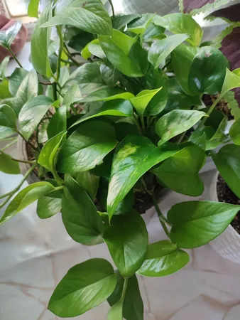 قرص کود کامل مخصوص گیاهان همیشه سبز واگروکسیر  مدل N1 بسته 100عددی