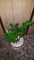 گیاه طبیعی زاموفیلیا گرین لایف مدل P1003