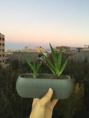 گلدان مدل کاکتوسی قایقی