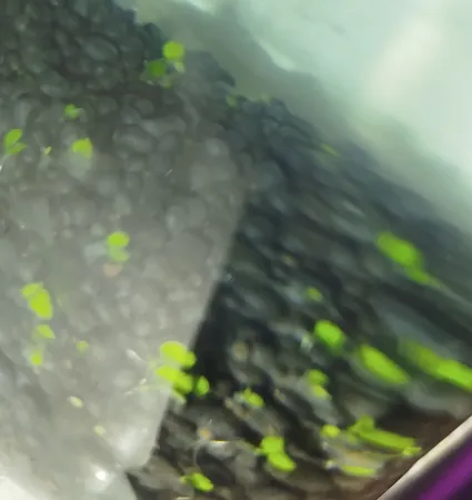 بذر پلنت آکواریوم مدل چمن ریز کوبایی