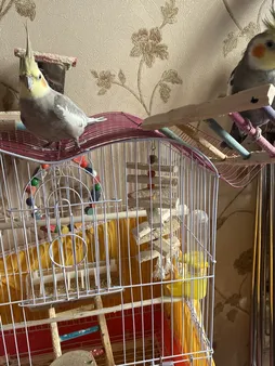 اسباب بازی پرندگان مدل آویز قفس عروس هلندی