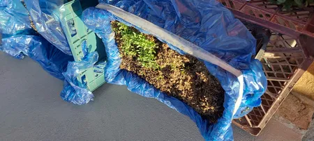 بذر شاهی بذر طلایی برتر کد BZT-95