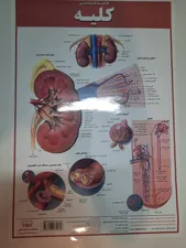 تجریه خرید پوستر آموزشی انتشارات اندیشه کهن مدل کالبدشناسی کلیه کد 35-50-9