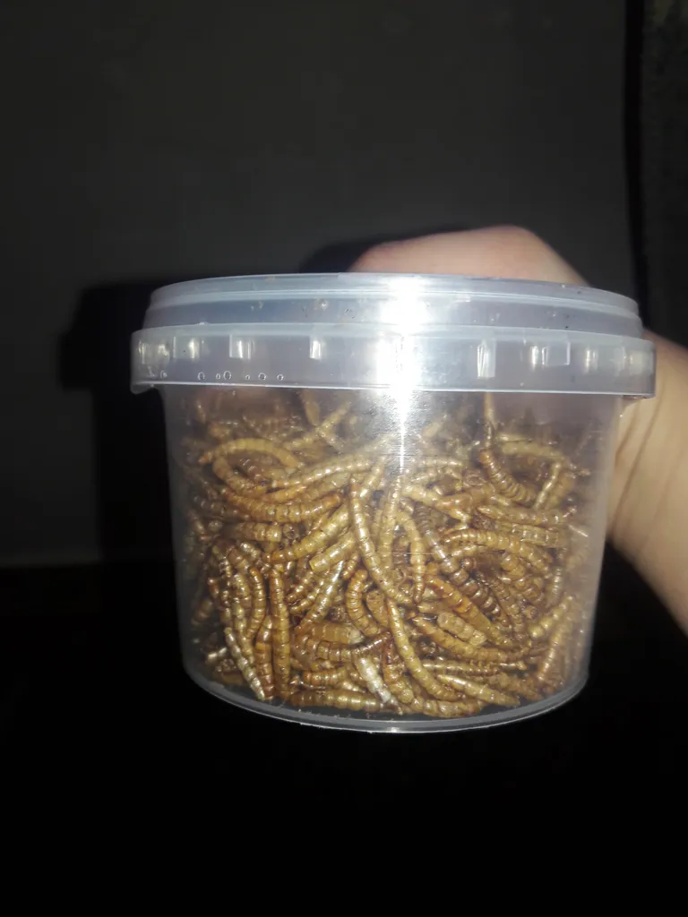 تشویقی عروس هلندی فود فارمز لند مدل میل ورم وزن 50 گرم