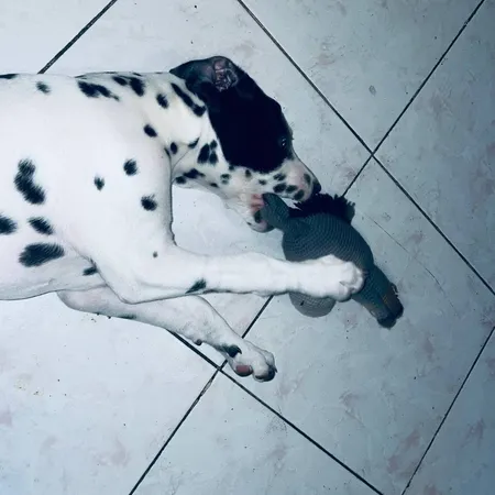 عروسک بافتنی مدل الاغ کد 01