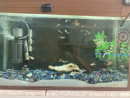 جمجمه تزیینی آکواریوم کد MS