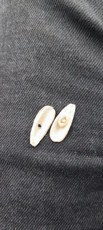 تخمه آفتابگردان چاپار - 200 گرم