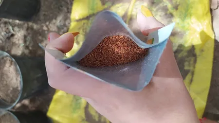 بذر شاهی بذر طلایی برتر کد BZT-95