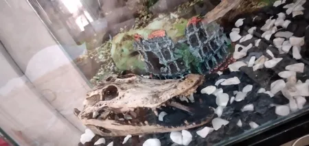 جمجمه تزیینی آکواریوم کد MS