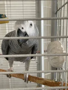 تجریه خرید بلوک معدنی مدل Geppetto Vit