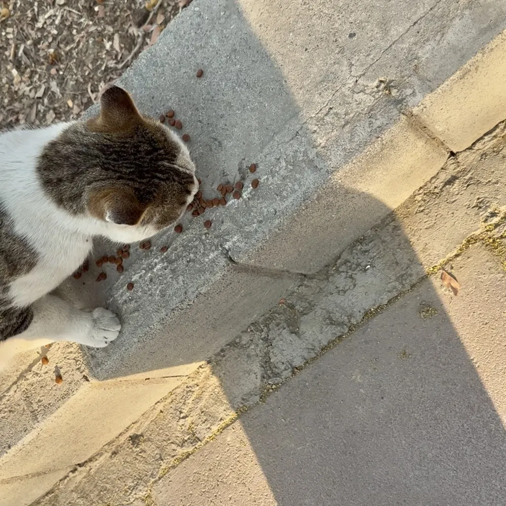 غذای خشک گربه مفید مدل ADULT1400 وزن 2 کیلوگرم