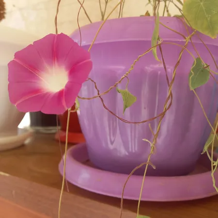 بذر گل نیلوفر رونده الوان آذر سبزینه مدل A138