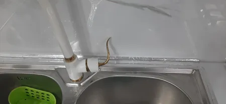 نوار چسب آلومینیومی مدل سالین کد 05 عرض 5 سانتی متر