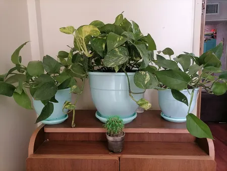 گلدان طرح ارکیده کد 164