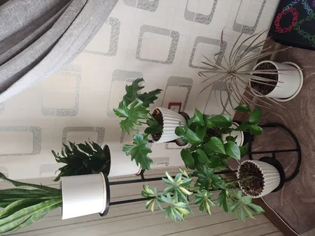 استند گلدان مدل پیچک