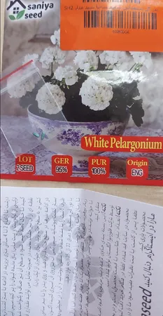 بذر گل شمعدانی سفید سانیا سید مدل SH2