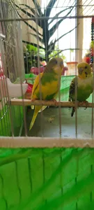 تجریه خرید محلول کلسیم پرندگان ویتاماین مدل CAL حجم 60 میلی لیتر