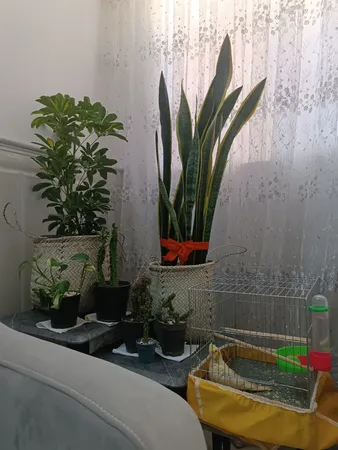 سبد حصیری مدل استوانه17-27 بسته سه عددی