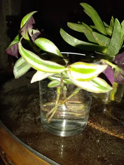 گیاه طبیعی برگ بیدی کد qq18