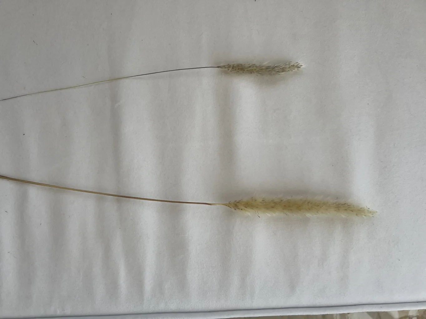 گل خشک مدل دم روباهی 10_4