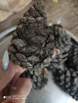 میوه تزیینی درخت کاج کد 62 مجموعه 5 عددی