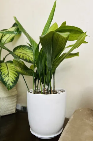 گیاه طبیعی برگ عبایی تافکو کد 1x