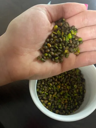 مغز پسته کوهی نات لاین - 280 گرم